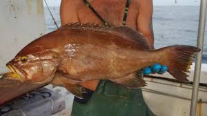 Image result for Mycteroperca interstitialis