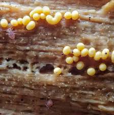 Attēlu rezultāti vaicājumam “Hemitrichia lutescens sessile”