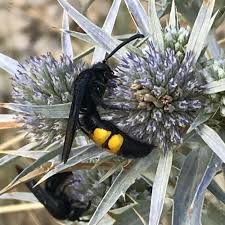 Attēlu rezultāti vaicājumam “Anoplius viaticus”