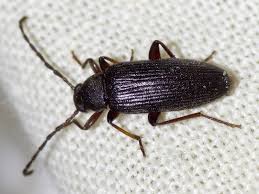 Attēlu rezultāti vaicājumam “Tenebrionidae”