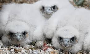 Image result for Herts Falcons