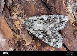 Attēlu rezultāti vaicājumam “Eurois occulta”