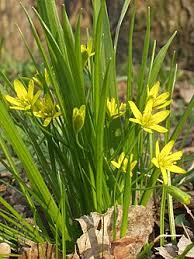 Attēlu rezultāti vaicājumam “Gagea pratensis flower”