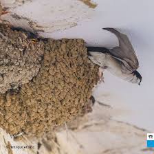 Attēlu rezultāti vaicājumam “Delichon urbicum nest”