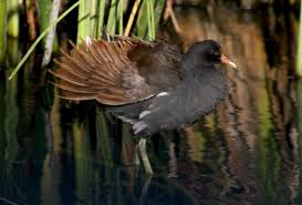 Attēlu rezultāti vaicājumam “Gallinula chloropus adult”
