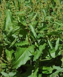 Attēlu rezultāti vaicājumam “Rumex obtusifolius”