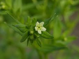 Attēlu rezultāti vaicājumam “Lithospermum officinale”