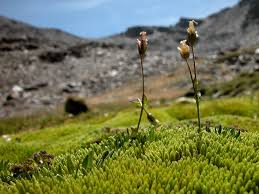 Attēlu rezultāti vaicājumam “Bryum schleicheri”