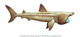 Image result for Cetorhinus maximus