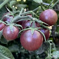 Afbeeldingsresultaat voor black cherry tomato
