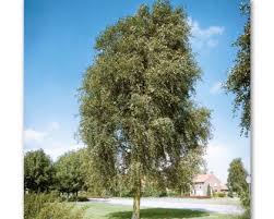 Attēlu rezultāti vaicājumam “Populus simonii leaf”