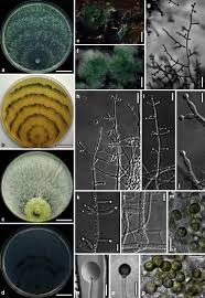 Attēlu rezultāti vaicājumam “Arcyria globosa young”
