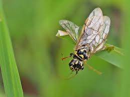 Attēlu rezultāti vaicājumam “Acantholyda posticalis”