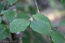 Attēlu rezultāti vaicājumam “Hamamelis virginiana leaf”