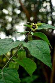 Attēlu rezultāti vaicājumam “Poa angustifolia fruit”