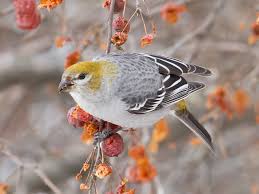 Image result for Pinicola enucleator