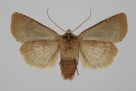 Attēlu rezultāti vaicājumam “Cerastis leucographa”