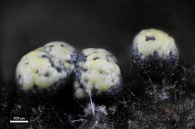 Attēlu rezultāti vaicājumam “Ophiotheca chrysosperma spores”