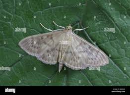 Attēlu rezultāti vaicājumam “Pleuroptya ruralis”