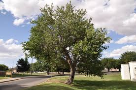 Attēlu rezultāti vaicājumam “Morus alba”