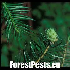 Attēlu rezultāti vaicājumam “Adelges laricis”