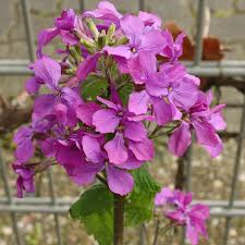 Image result for Lunaria annua