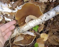 Attēlu rezultāti vaicājumam “Peziza ammophila”