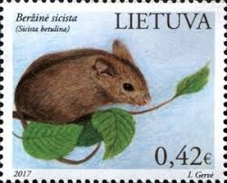 Attēlu rezultāti vaicājumam “Sicista betulina”