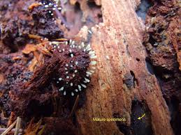 Attēlu rezultāti vaicājumam “Comatricha sp.”