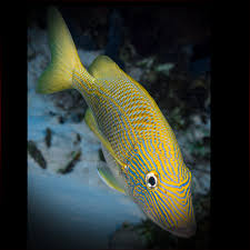 Image result for Haemulon plumierii