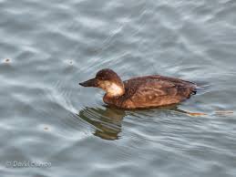 Attēlu rezultāti vaicājumam “Melanitta nigra”