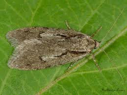 Attēlu rezultāti vaicājumam “Semioscopis steinkellneriana”