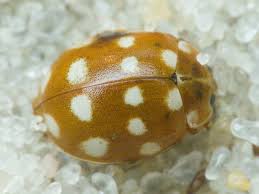 Attēlu rezultāti vaicājumam “Calvia quatuordecimguttata”