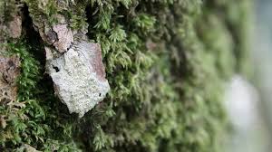 Attēlu rezultāti vaicājumam “Thelotrema lepadinum”