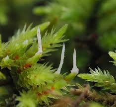 Attēlu rezultāti vaicājumam “Eocronartium muscicola”