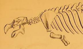 Attēlu rezultāti vaicājumam “Skeletocutis stellae”