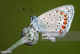 Attēlu rezultāti vaicājumam “Polyommatus icarus”