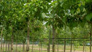 Attēlu rezultāti vaicājumam “Populus x jackii”