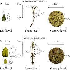 Attēlu rezultāti vaicājumam “Acrocarpous mosses”