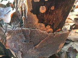 Attēlu rezultāti vaicājumam “Phlebia radiata”