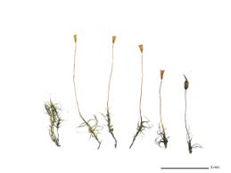 Attēlu rezultāti vaicājumam “Dicranella crispa”