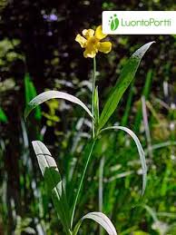 Attēlu rezultāti vaicājumam “Ranunculus lingua flower”