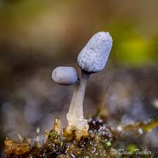 Attēlu rezultāti vaicājumam “Didymium nigripes”