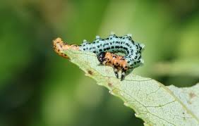 Attēlu rezultāti vaicājumam “Nematus salicis”