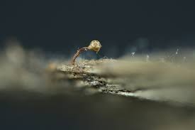 Attēlu rezultāti vaicājumam “Trichia erecta macro”