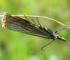 Attēlu rezultāti vaicājumam “Chrysoteuchia culmella”