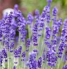 Image result for Lavendel