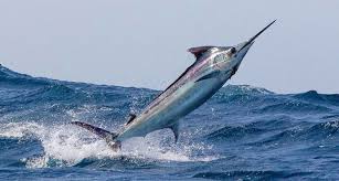 Image result for Makaira mazara