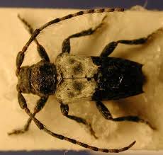 Attēlu rezultāti vaicājumam “Pogonocherus hispidulus”