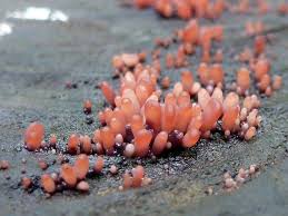 Attēlu rezultāti vaicājumam “Ascocoryne sarcoides”